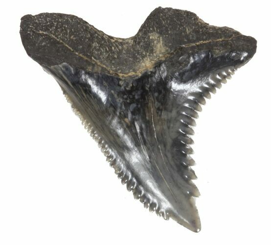 Fossil Hemipristis Shark Tooth - Maryland #42500